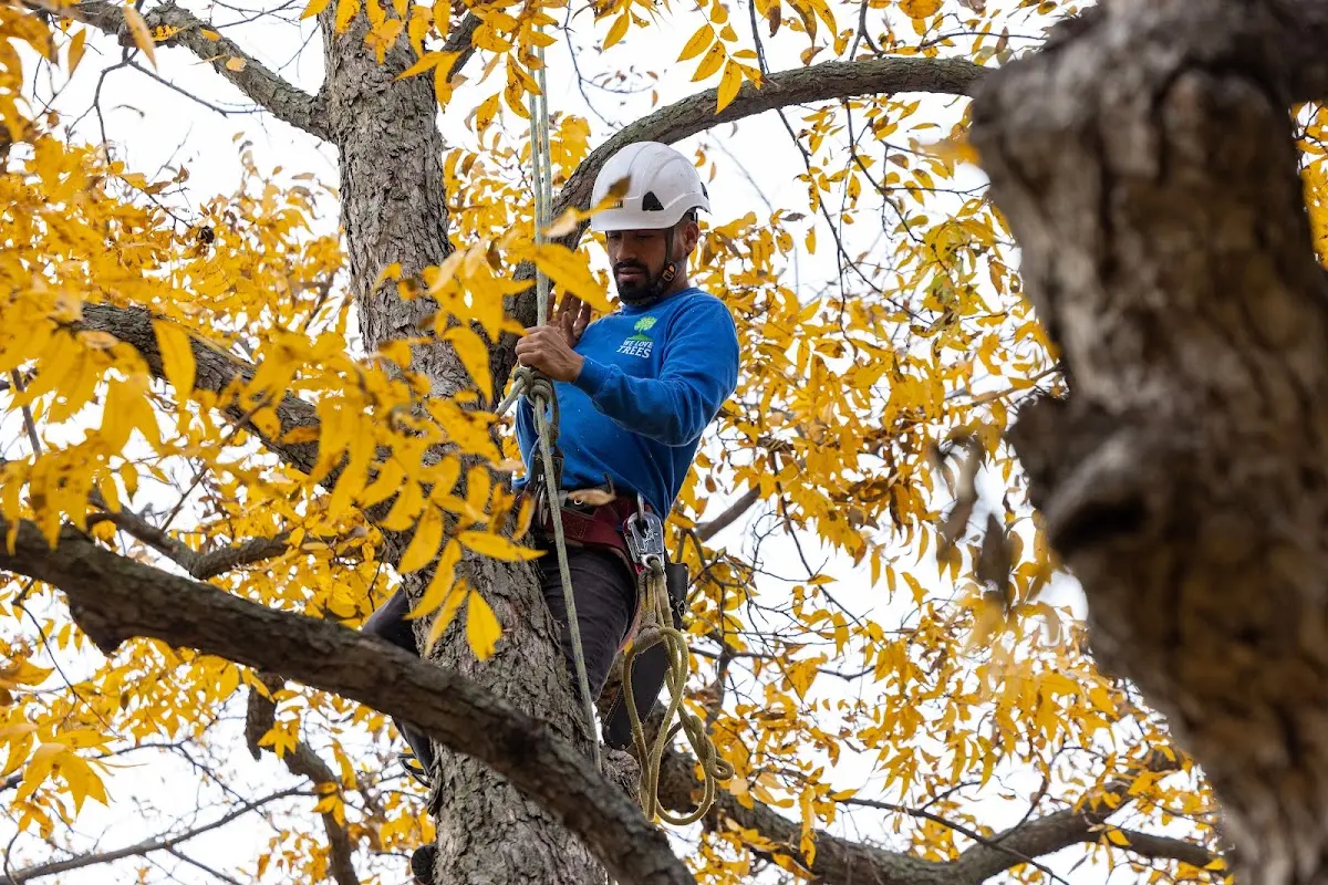 Skilled Tree Planing crew working in Henderson